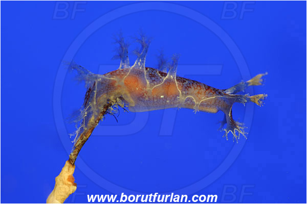 Island Korcula, Croatia, Adriatic sea, Mediterranean sea, Marionia blainvillea, Marionia, Tritoniidae, Dendronotid nudibranch, Nudibranch, Sea slug, Gastropoda, Mollusca