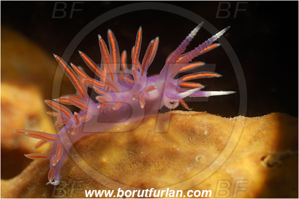 Piran, Slovenia, Adriatic sea, Mediterranean sea, Paraflabellina ischitana, Paraflabellina, Flabellinidae, Pink Flabellina, Mediterranean flabellina, Nudibranch, Sea slug, Gastropoda, Mollusca