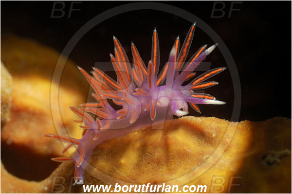 Piran, Slovenia, Adriatic sea, Mediterranean sea, Paraflabellina ischitana, Paraflabellina, Flabellinidae, Pink Flabellina, Mediterranean flabellina, Nudibranch, Sea slug, Gastropoda, Mollusca