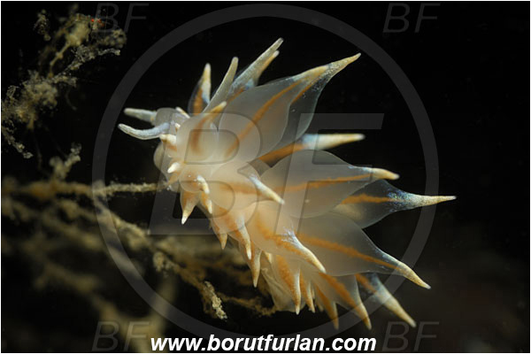Piran, Slovenia, Adriatic sea, Mediterranean sea, Eubranchus tricolor, Eubranchus, Eubranchidae, Painted balloon aeolis, Nudibranch, Sea slug, Gastropoda, Mollusca