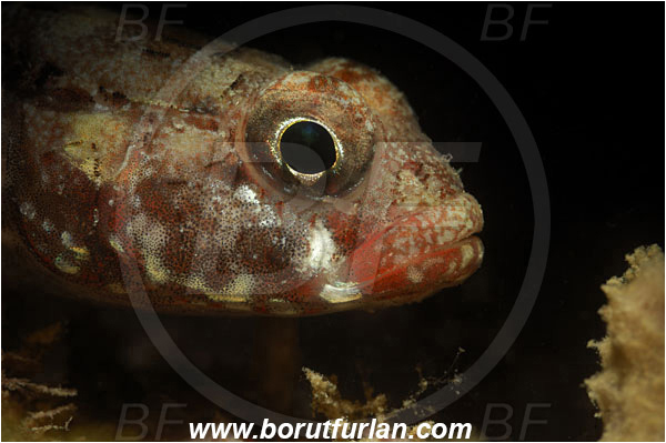 Piran, Slovenia, Adriatic sea, Mediterranean sea, Gobius cruentatus, Gobius, Gobiidae, Red-mouthed goby, Goby, Fish, Portrait