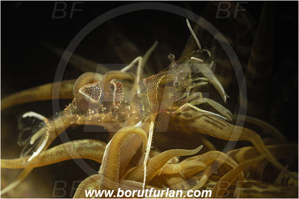 Piran, Slovenia, Adriatic sea, Mediterranean sea, Periclimenes amethysteus, Periclimenes, Palaemonidae, Decapoda, Glass shrimp, Shrimp, Crustacea, Crustacean