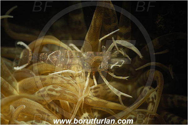 Piran, Slovenia, Adriatic sea, Mediterranean sea, Periclimenes amethysteus, Periclimenes, Palaemonidae, Decapoda, Glass shrimp, Shrimp, Crustacea, Crustacean