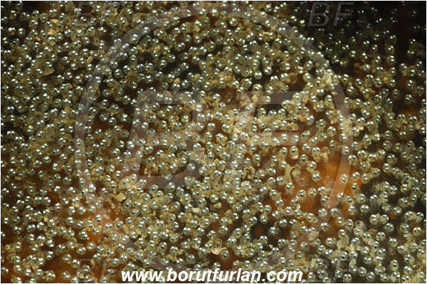 Piran, Slovenia, Adriatic sea, Mediterranean sea, Fish eggs