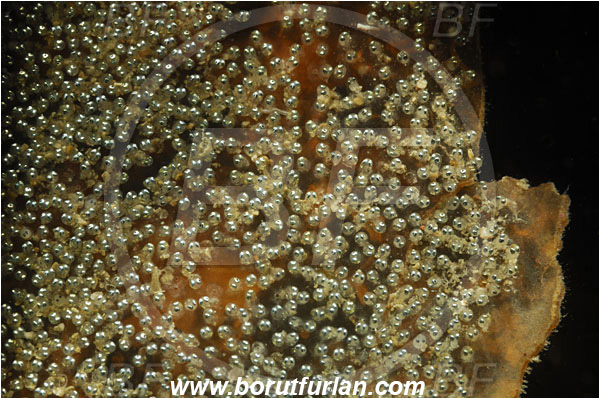 Piran, Slovenia, Adriatic sea, Mediterranean sea, Fish eggs