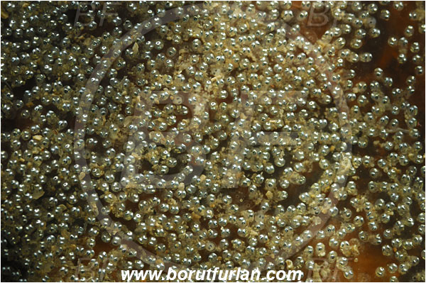 Piran, Slovenia, Adriatic sea, Mediterranean sea, Fish eggs