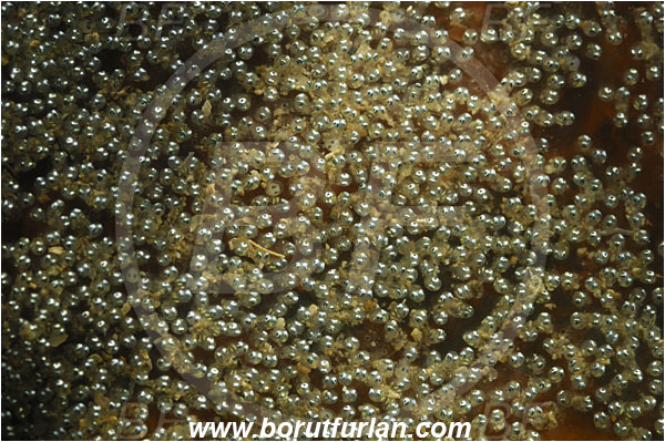 Piran, Slovenia, Adriatic sea, Mediterranean sea, Fish eggs