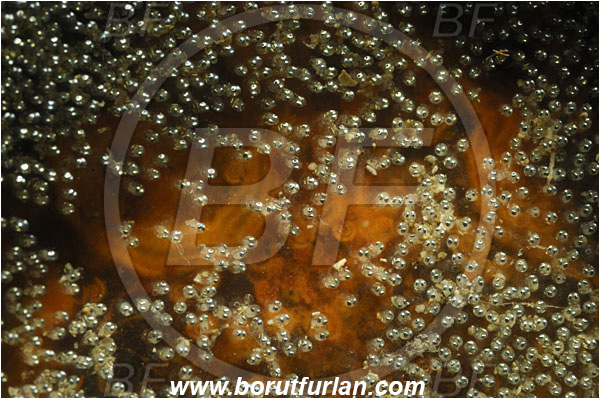 Piran, Slovenia, Adriatic sea, Mediterranean sea, Fish eggs