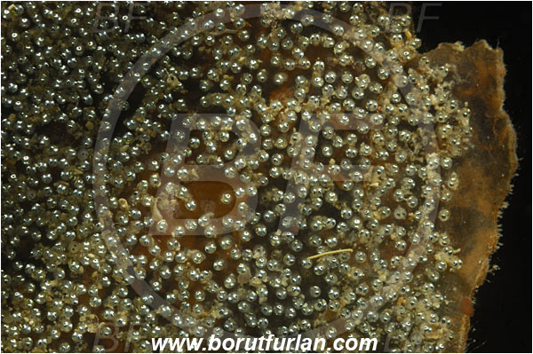 Piran, Slovenia, Adriatic sea, Mediterranean sea, Fish eggs