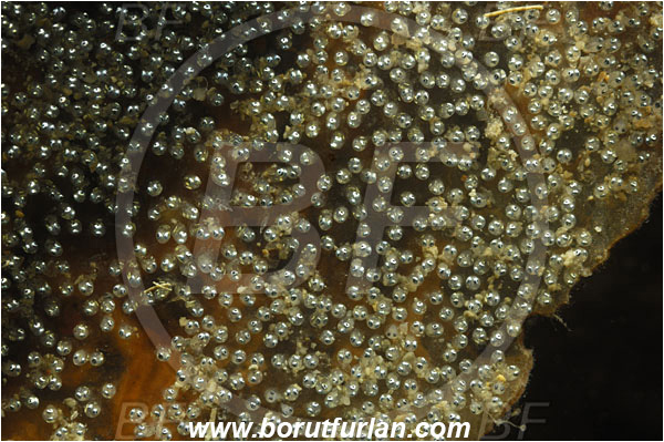 Piran, Slovenia, Adriatic sea, Mediterranean sea, Fish eggs