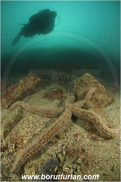 Piran, Slovenia, Adriatic sea, Mediterranean sea, Marthasterias glacialis, Marthasterias, Asteriidae, Spiny starfish, Strafish, Asteroidea, Echinodermata, Echinoderm, Reef, Diver