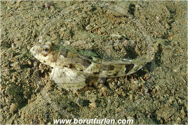 Piran, Slovenia, Adriatic sea, Mediterranean sea, Callionymus sp., Callionymus, Callionymidae, Dragonet, Fish