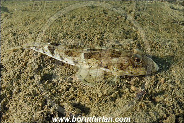 Piran, Slovenia, Adriatic sea, Mediterranean sea, Callionymus sp., Callionymus, Callionymidae, Dragonet, Fish