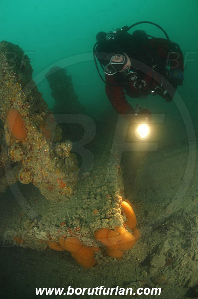 Piran, Slovenia, Adriatic sea, Mediterranean sea, Aplidium conicum, Aplidium, Polyclinidae, Colony of tunicates, Conical sea squirt, Sea squirt, Ascidiacea, Tunicata, Tunicate, Sewer system, Diver