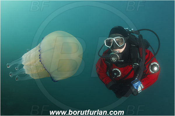 Piran, Slovenia, Adriatic sea, Mediterranean sea, Rhizostoma pulmo, Rhizostoma, Rhizostomatidae, Scyphozoa, Cnidaria, Cnidarian, Barrel jellyfish, Jellyfish, Diver