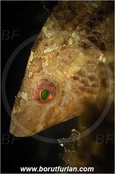 Piran, Slovenia, Adriatic sea, Mediterranean sea, Symphodus cinereus, Symphodus, Labridae, Gray wrasse, Wrasse, Fish, Portrait
