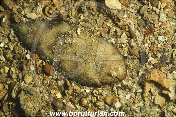 Piran, Slovenia, Adriatic sea, Mediterranean sea, Synapturichthys kleinii, Synapturichthys, Soleidae, Klein