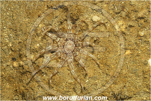 Adriatic sea, Anemone, Anthozoa, Clock face anemone, Cnidaria, Cnidarian, Haloclavidae, Mediterranean sea, Peachia, Peachia cylindrica, Piran, Slovenia