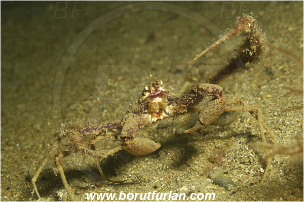 Piran, Slovenia, Adriatic sea, Mediterranean sea, Inachus dorsettensis, Inachus, Inachidae, Decapoda, Crustacea, Crustacean, Scorpion spider crab, Crab