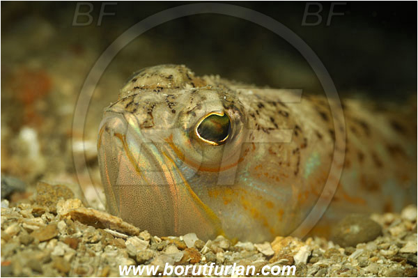Piran, Slovenia, Adriatic sea, Mediterranean sea, Trachinus draco, Trachinus, Trachinidae, Greater weever, Weever, Fish, Portrait, Buried in the sand