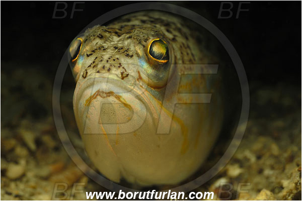 Piran, Slovenia, Adriatic sea, Mediterranean sea, Trachinus draco, Trachinus, Trachinidae, Greater weever, Weever, Fish, Portrait