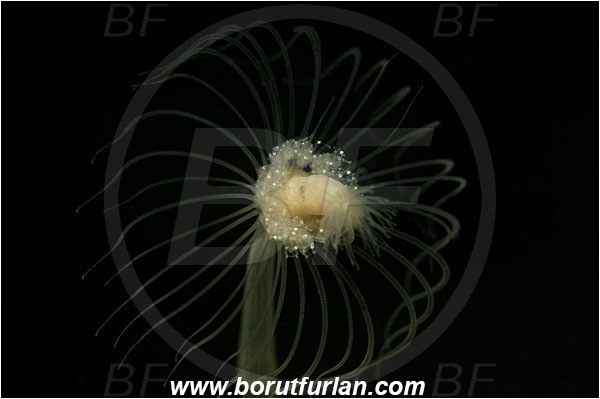 Piran, Slovenia, Adriatic sea, Mediterranean sea, Corymorpha nutans, Corymorpha, Corymorphidae, Athecate hydroid, Hydroid, Hydrozoa, Cnidaria, Cnidarian, Abstract