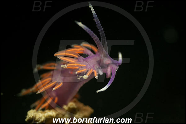 Piran, Slovenia, Adriatic sea, Mediterranean sea, Paraflabellina ischitana, Paraflabellina, Flabellinidae, Pink Flabellina, Mediterranean flabellina, Nudibranch, Sea slug, Gastropoda, Mollusca