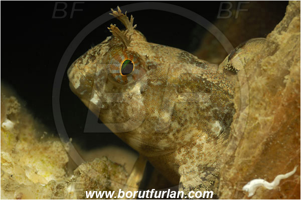 Piran, Slovenia, Adriatic sea, Mediterranean sea, Parablennius zvonimiri, Parablennius, Blenniidae, Zvonimir