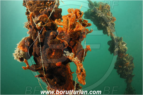 Secovlje, Slovenia, Adriatic sea, Mediterranean sea, Old rope, Rope, Various benthic animals, Schizobrachiella sanguinea, Schizobrachiella, Schizoporellidae, Red encrusting bryozoan, Bryozoa, Bryozoan