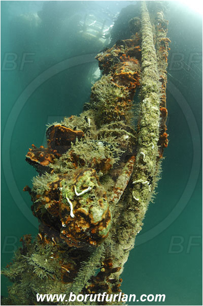 Secovlje, Slovenia, Adriatic sea, Mediterranean sea, Old rope, Rope, Various benthic animals, Pier