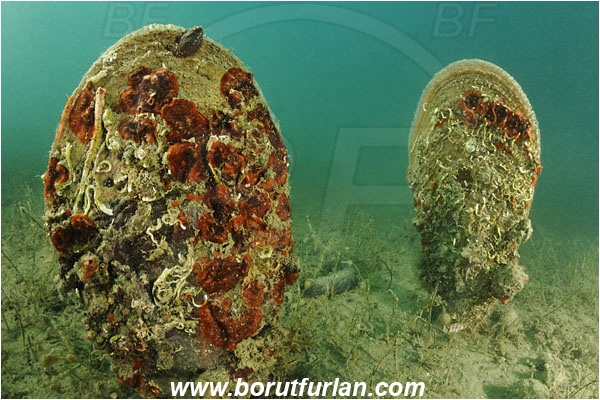 Piran, Slovenia, Adriatic sea, Mediterranean sea, Pinna nobilis, Pinna, Pinnidae, Bivalvia, Mollusca, Mollusc, Noble pen shell, Fan-mussel, Shell, Reef