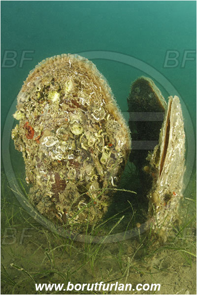 Piran, Slovenia, Adriatic sea, Mediterranean sea, Pinna nobilis, Pinna, Pinnidae, Bivalvia, Mollusca, Mollusc, Noble pen shell, Fan-mussel, Shell, Reef