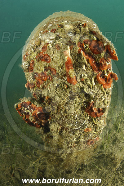 Piran, Slovenia, Adriatic sea, Mediterranean sea, Pinna nobilis, Pinna, Pinnidae, Bivalvia, Mollusca, Mollusc, Noble pen shell, Fan-mussel, Shell, Reef