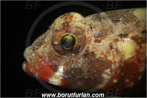 Piran, Slovenia, Adriatic sea, Mediterranean sea, Gobius cruentatus, Gobius, Gobiidae, Red-mouthed goby, Goby, Fish, Portrait