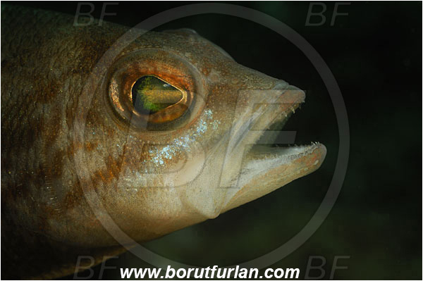 Piran, Slovenia, Adriatic sea, Mediterranean sea, Serranus hepatus, Serranus, Serranidae, Brown comber, Fish, Portrait, Spot illumination