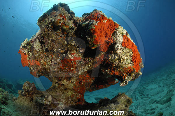 Bodrum, Turkey, Aegean sea, Mediterranean sea, Reef, Mushroom shaped rock, Rock