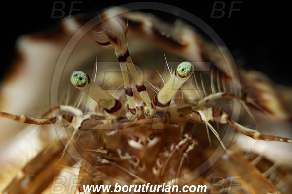 Bodrum, Turkey, Aegean sea, Mediterranean sea, Pagurus anachoretus, Pagurus, Paguridae, Crustacea, Crustacean, Long-armed Hermit Crab, Hermit crab, Crab, Eyes