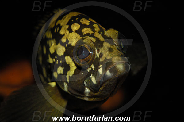 Bodrum, Turkey, Aegean sea, Mediterranean sea, Epinephelus marginatus, Epinephelus, Serranidae, Dusky grouper, Grouper, Fish, Juvenile, Portrait, Spot illumination