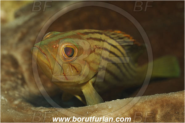 Bodrum, Turkey, Aegean sea, Mediterranean sea, Epinephelus costae, Epinephelus, Serranidae, Goldblotch grouper, Golden grouper, Grouper, Fish, Portrait