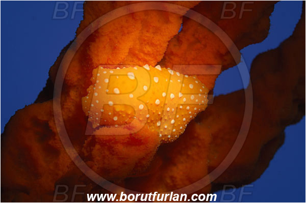 Bodrum, Turkey, Aegean sea, Mediterranean sea, Phyllidia flava, Phyllidia, Phyllidiidae, White spotted warty slug, Nudibranch, Sea slug, Gastropoda, Mollusca