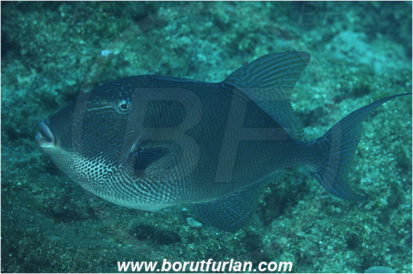 Bodrum, Turkey, Aegean sea, Mediterranean sea, Balistes capriscus, Balistes, Balistidae, Grey triggerfish, Triggerfish, Fish