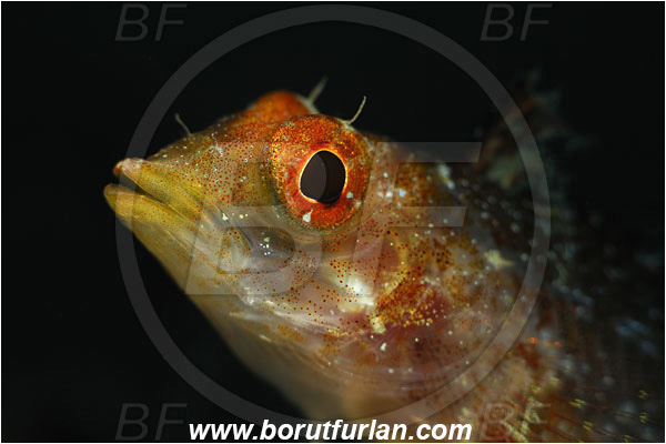 Bodrum, Turkey, Aegean sea, Mediterranean sea, Tripterygion tripteronotum, Tripterygion, Tripterygiidae, Red-black triplefin, Triplefin, Fish, Female, Portrait, Spot illumination