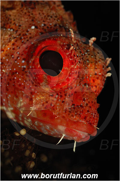Bodrum, Turkey, Aegean sea, Mediterranean sea, Scorpaena maderensis, Scorpaena, Scorpaenidae, Madeira rockfish, Madeira scorpionfish, Scorpionfish, Fish, Portrait, Spot illumination