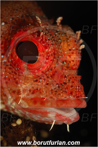 Bodrum, Turkey, Aegean sea, Mediterranean sea, Scorpaena maderensis, Scorpaena, Scorpaenidae, Madeira rockfish, Madeira scorpionfish, Scorpionfish, Fish, Portrait, Spot illumination