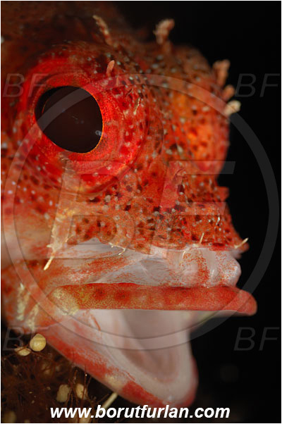 Bodrum, Turkey, Aegean sea, Mediterranean sea, Scorpaena maderensis, Scorpaena, Scorpaenidae, Madeira rockfish, Madeira scorpionfish, Scorpionfish, Fish, Portrait, Spot illumination, Open mouth