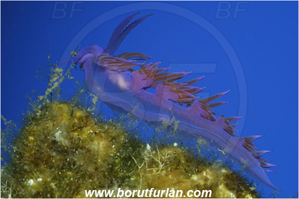 Bodrum, Turkey, Aegean sea, Mediterranean sea, Flabellina affinis, Flabellina, Flabellinidae, Pink Flabellina, Mediterranean flabellina, Nudibranch, Sea slug, Gastropoda, Mollusca