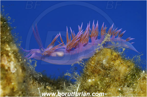 Bodrum, Turkey, Aegean sea, Mediterranean sea, Flabellina affinis, Flabellina, Flabellinidae, Pink Flabellina, Mediterranean flabellina, Nudibranch, Sea slug, Gastropoda, Mollusca