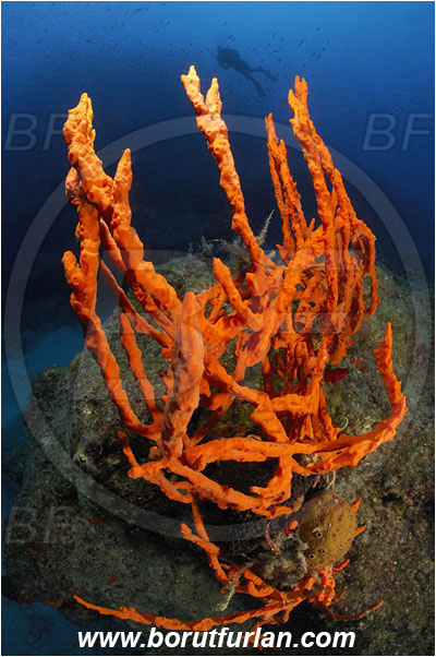 Bodrum, Turkey, Aegean sea, Mediterranean sea, Axinella cannabina, Axinella, Axinellidae, Red Axinella sponge, Red branching sponge, Sponge, Porifera, Reef, Diver