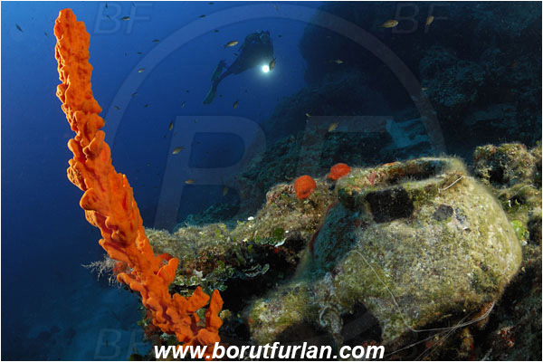 Bodrum, Turkey, Aegean sea, Mediterranean sea, Axinella cannabina, Axinella, Axinellidae, Red Axinella sponge, Red branching sponge, Sponge, Porifera, Reef, Diver, Amphora