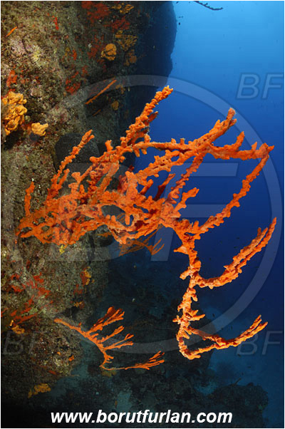 Bodrum, Turkey, Aegean sea, Mediterranean sea, Axinella cannabina, Axinella, Axinellidae, Red Axinella sponge, Red branching sponge, Sponge, Porifera, Reef